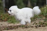 BICHON FRISE 347